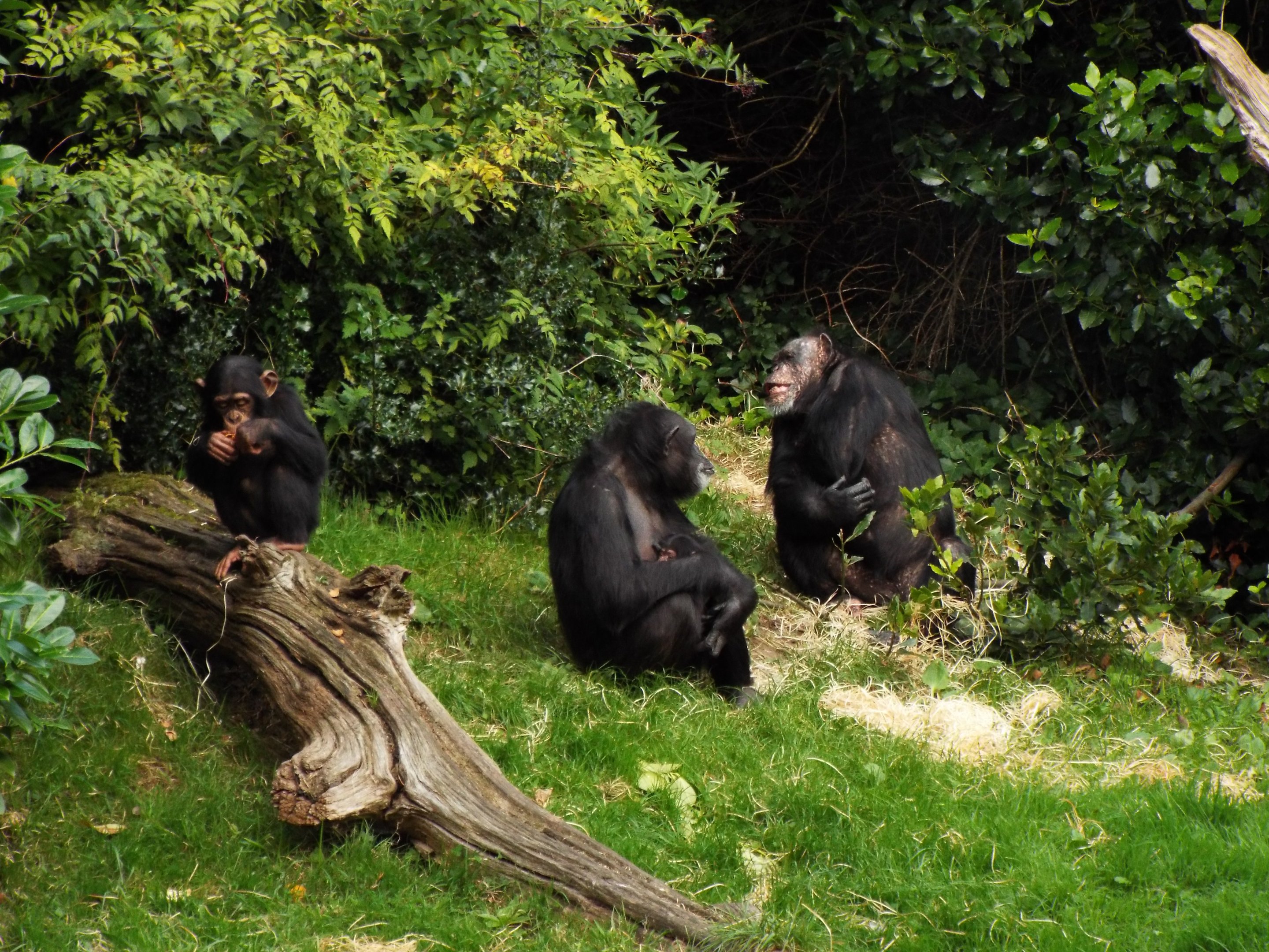 Chimp Group (mother and baby in centre), Chester Zoo