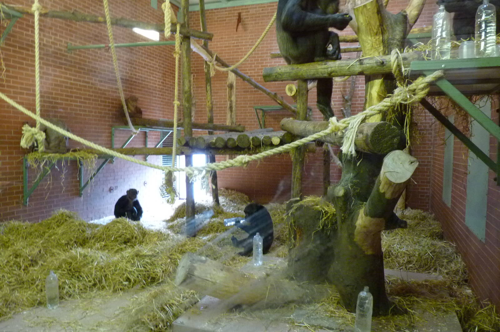 Chimp House, 17 October 2012