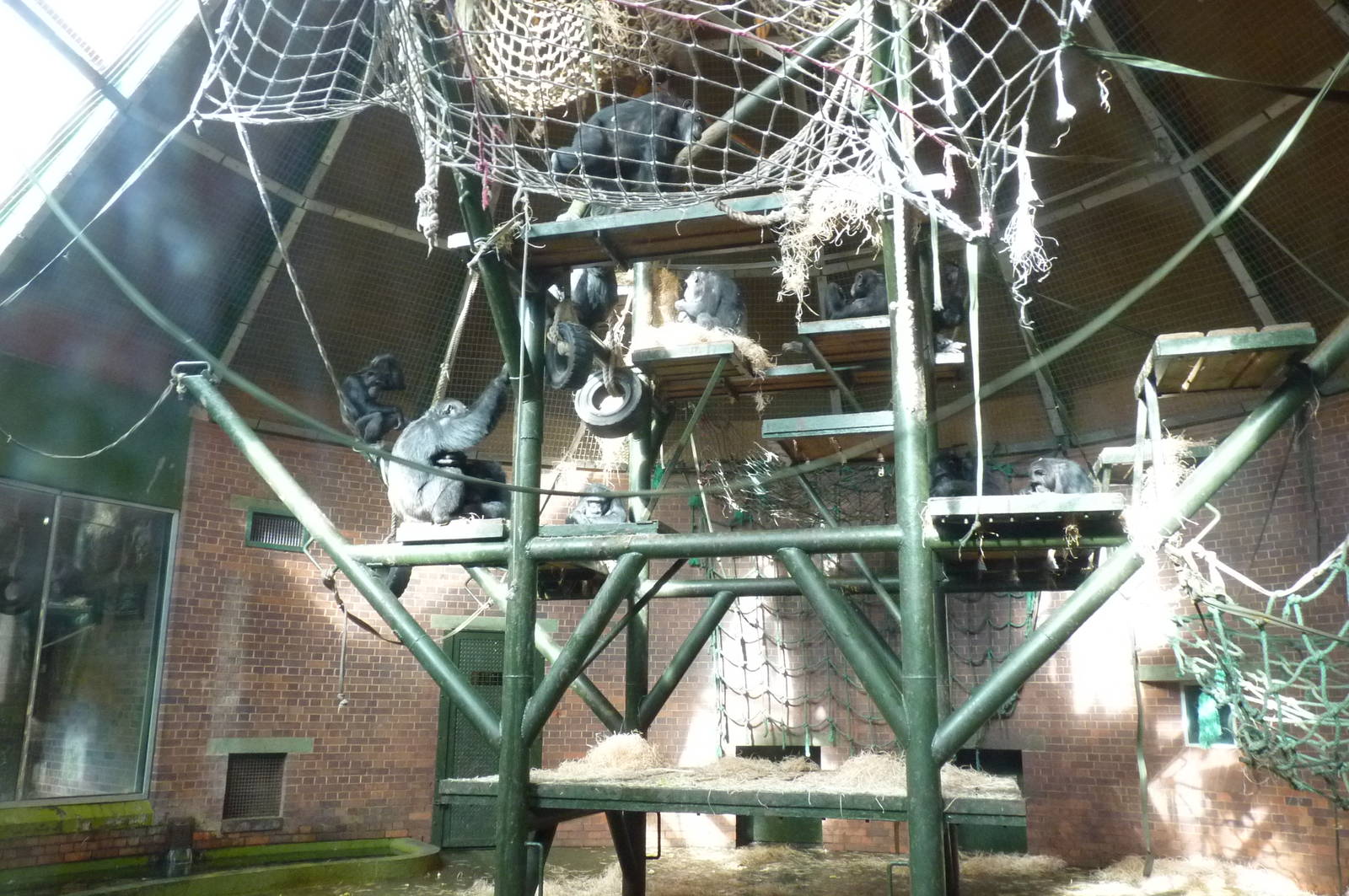 Chimp House Interior, 16 October 2012