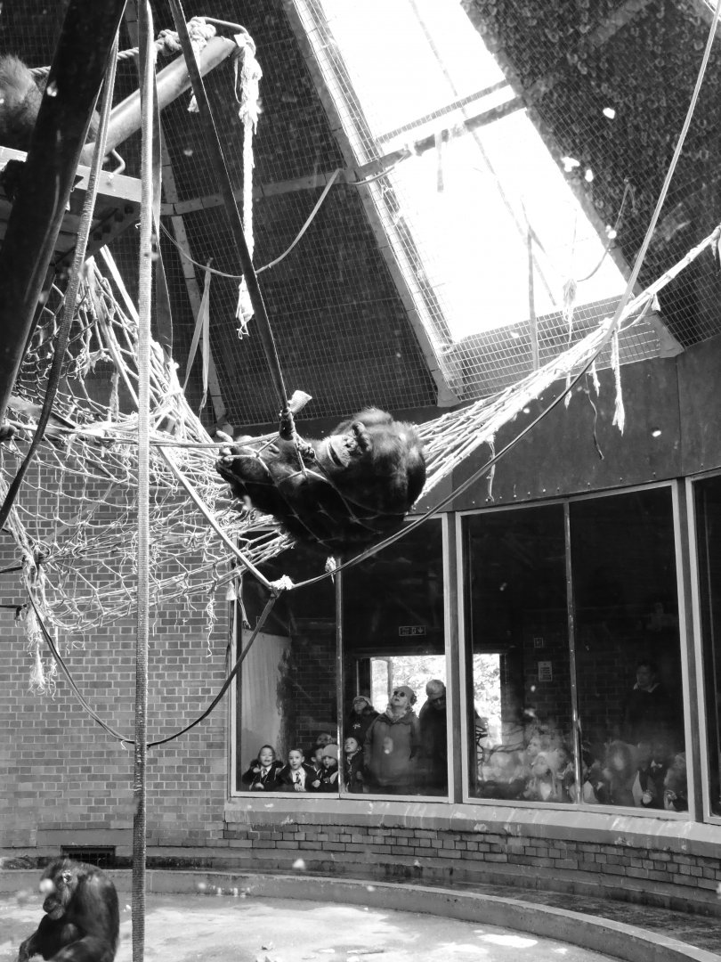 Chimp house interior and visitors