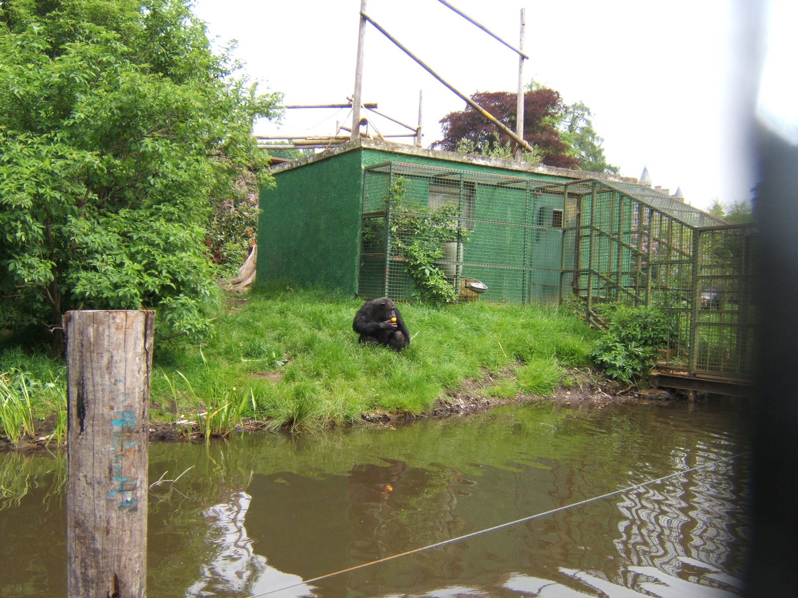 Chimp House on the Chimp Island
