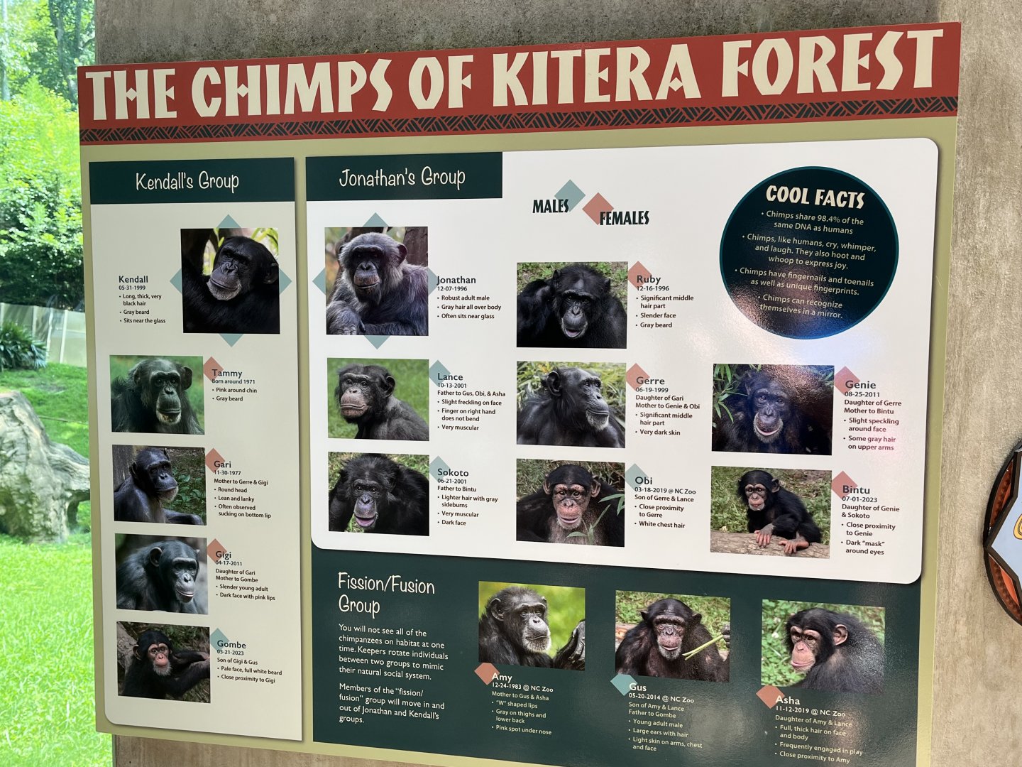 Chimp ID Guide (Can you spot the Error?)