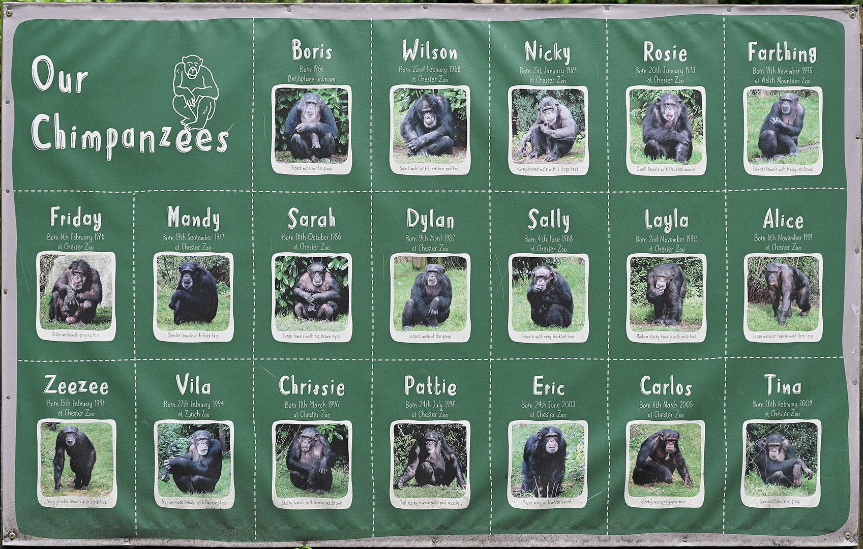 Chimp identification notice