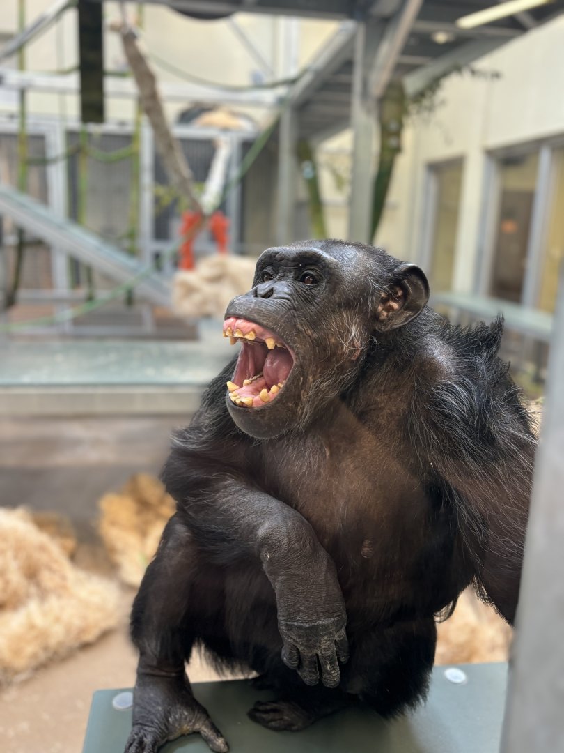 Chimp in Cultural Center