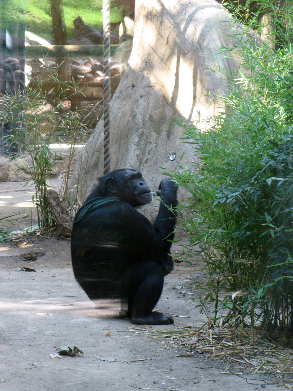 Chimp In Deep Thought