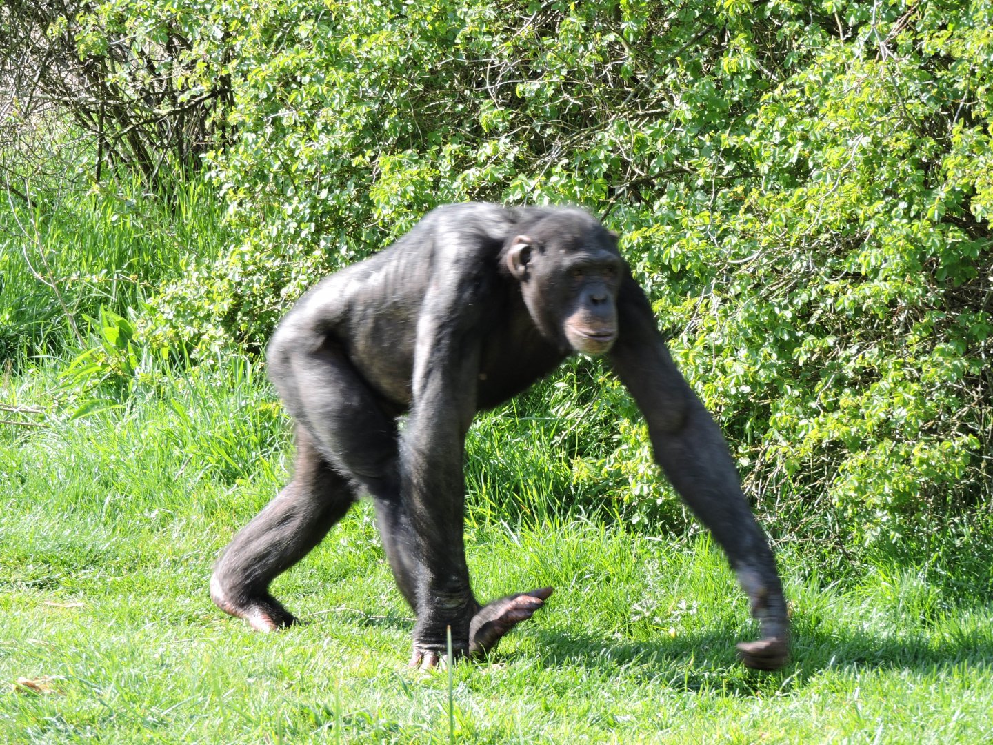 Chimp In Motion