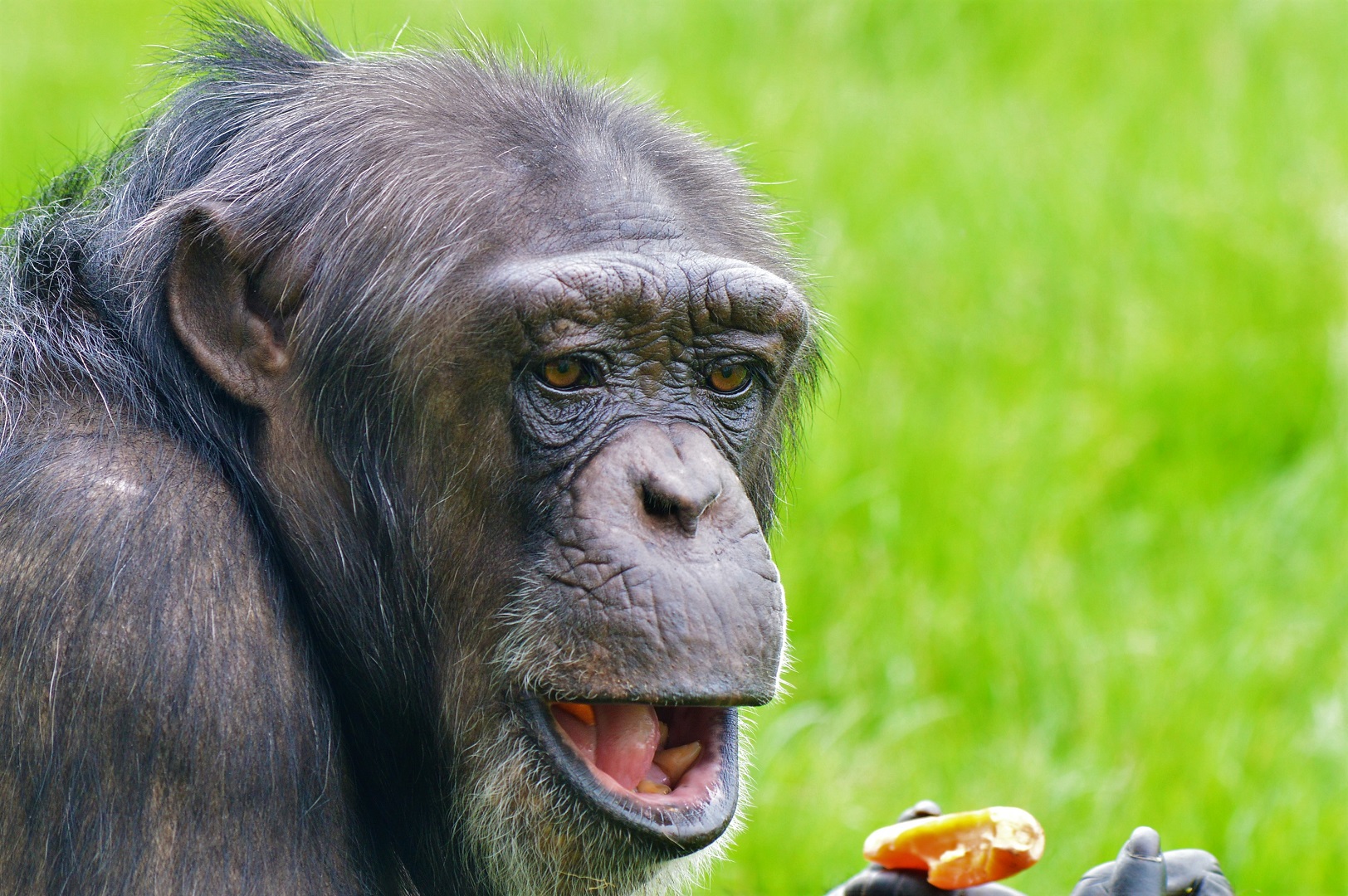 Chimp in new enclosure