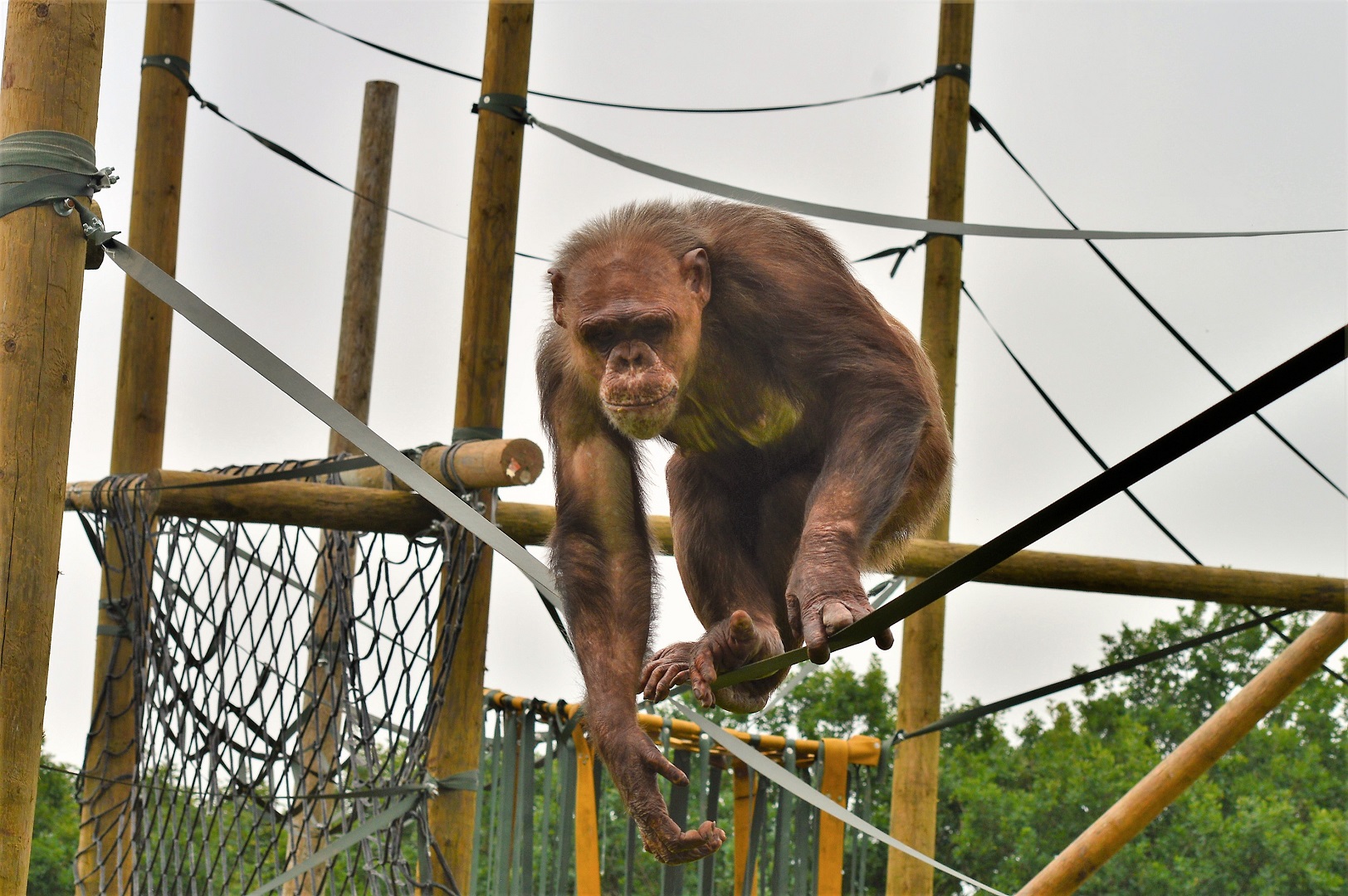 Chimp in new enclosure