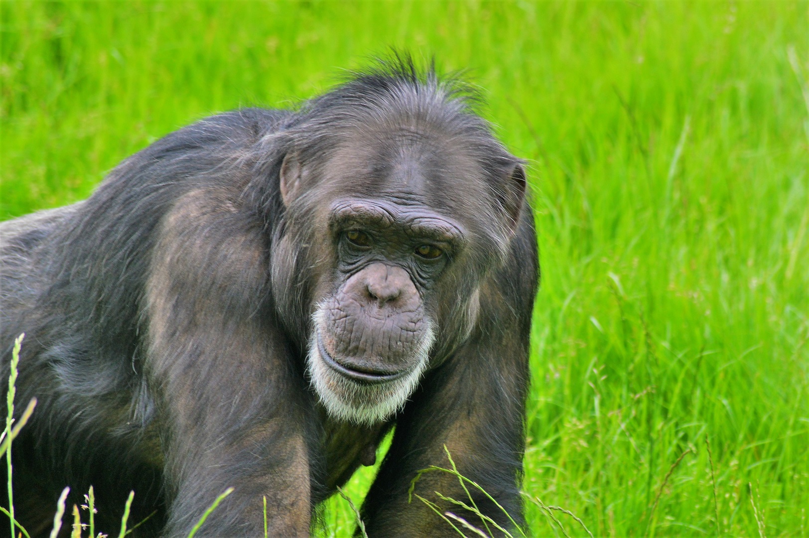 Chimp in new outdoor area