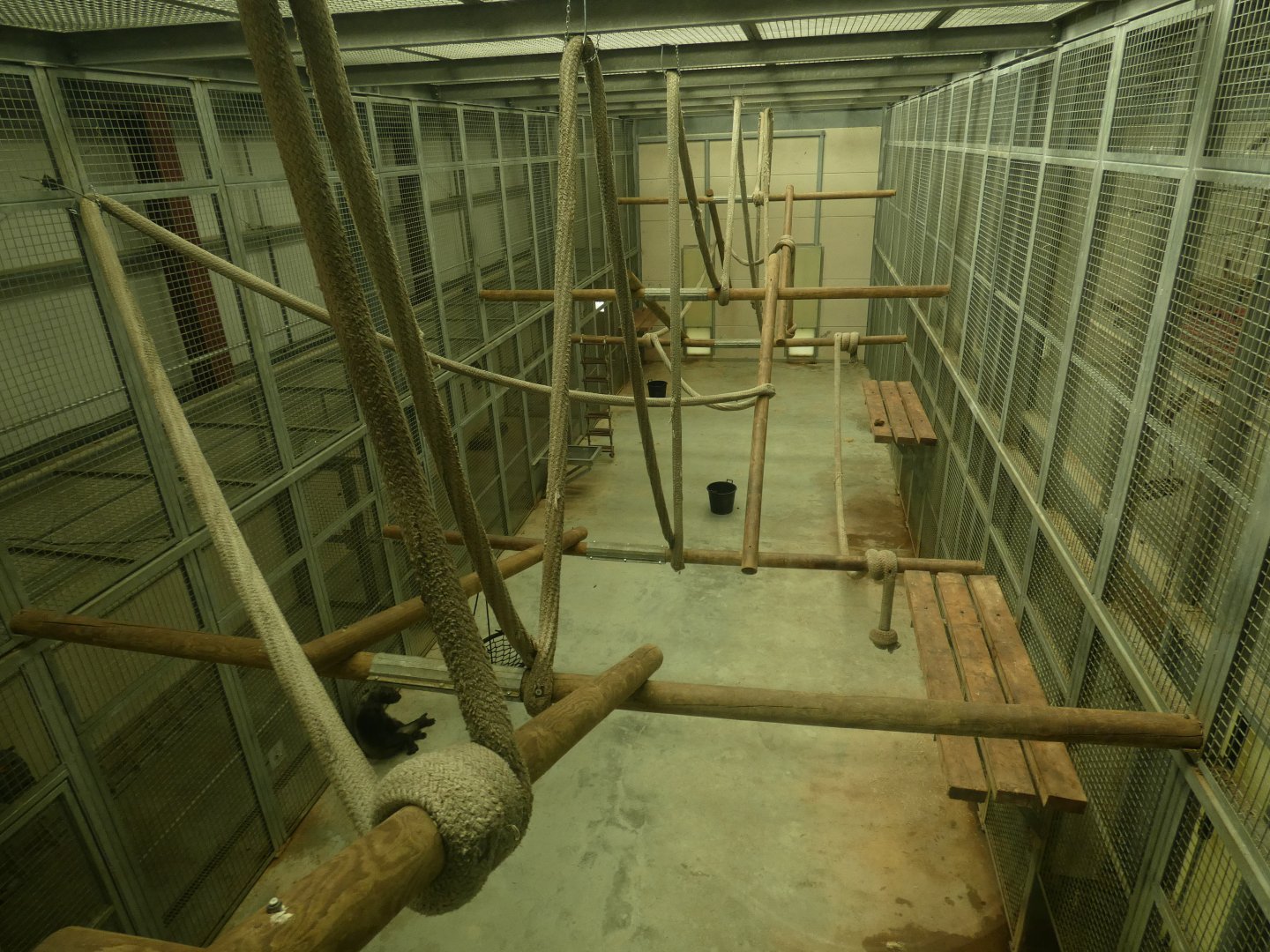 Chimp indoor enclosure (2)