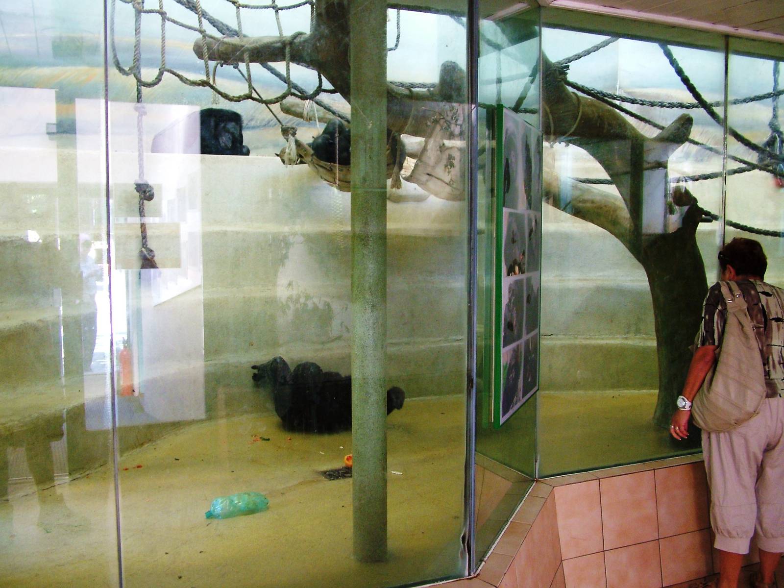 Chimp Indoor Exhibit at Liberec, 28/08/12