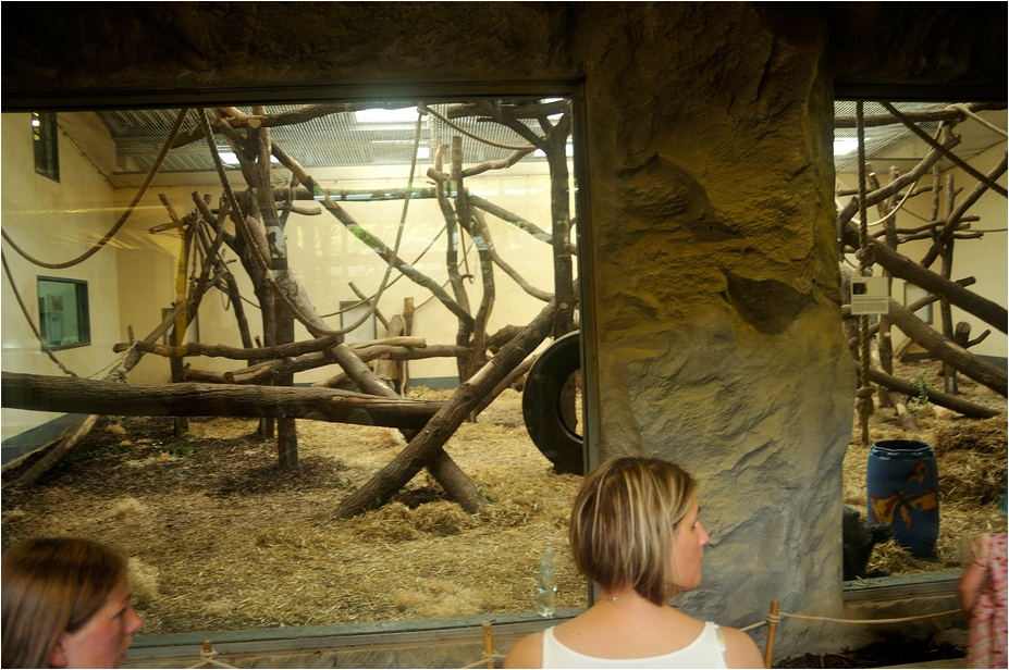 Chimp-indoors at Neuwied