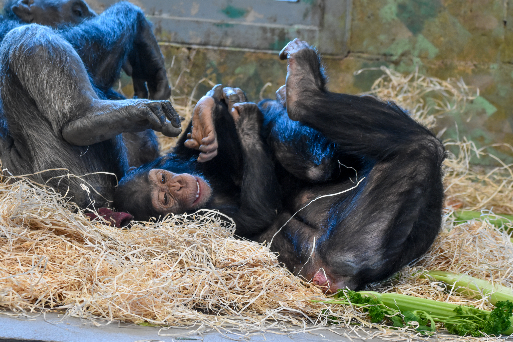 Chimp infants playing