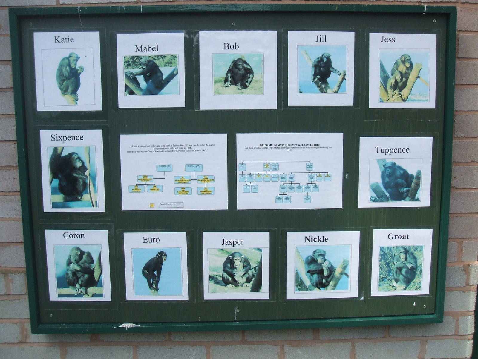 Chimp Info board