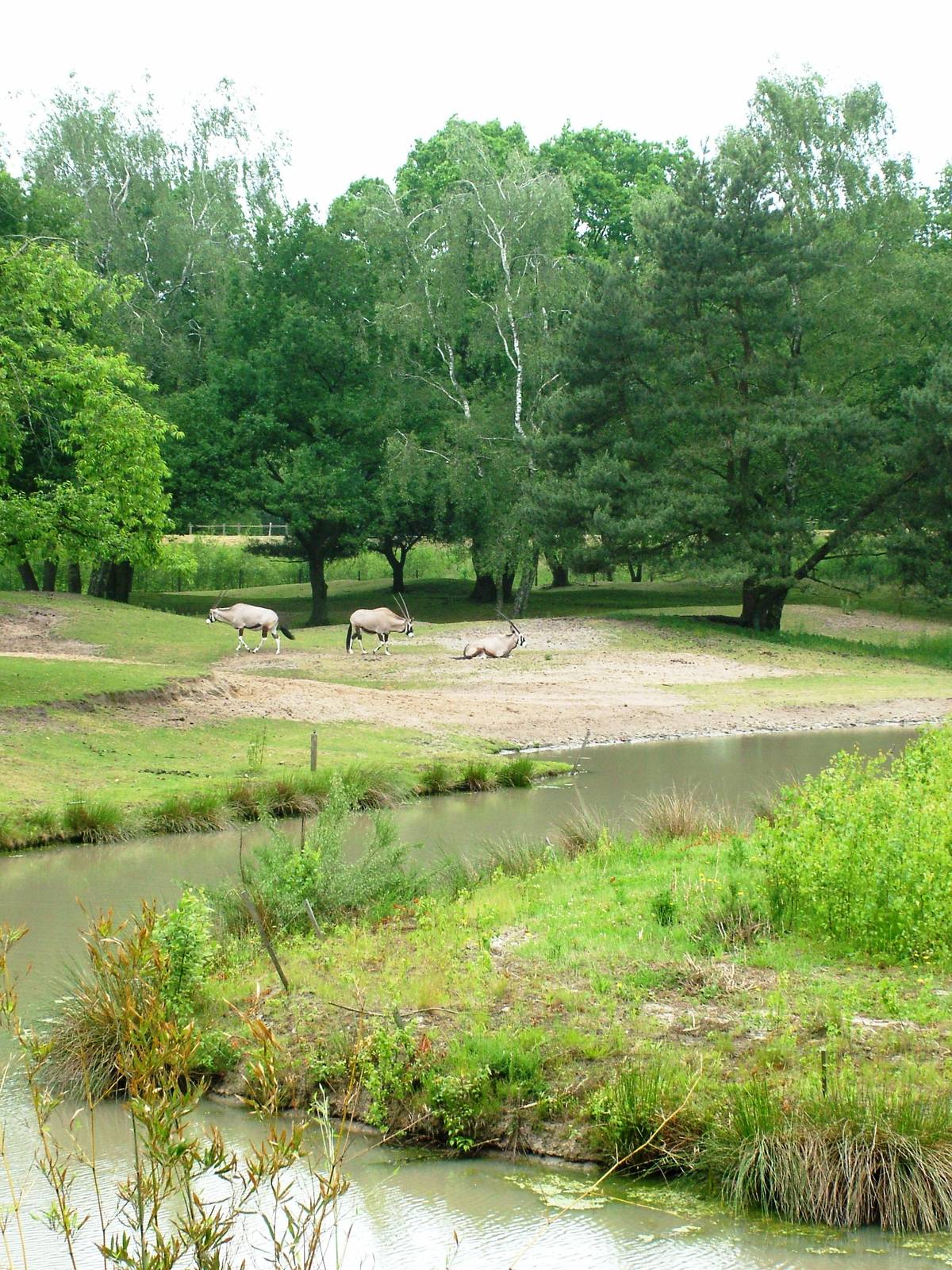 Chimp Island at Beekse Bergen, 31/05/12