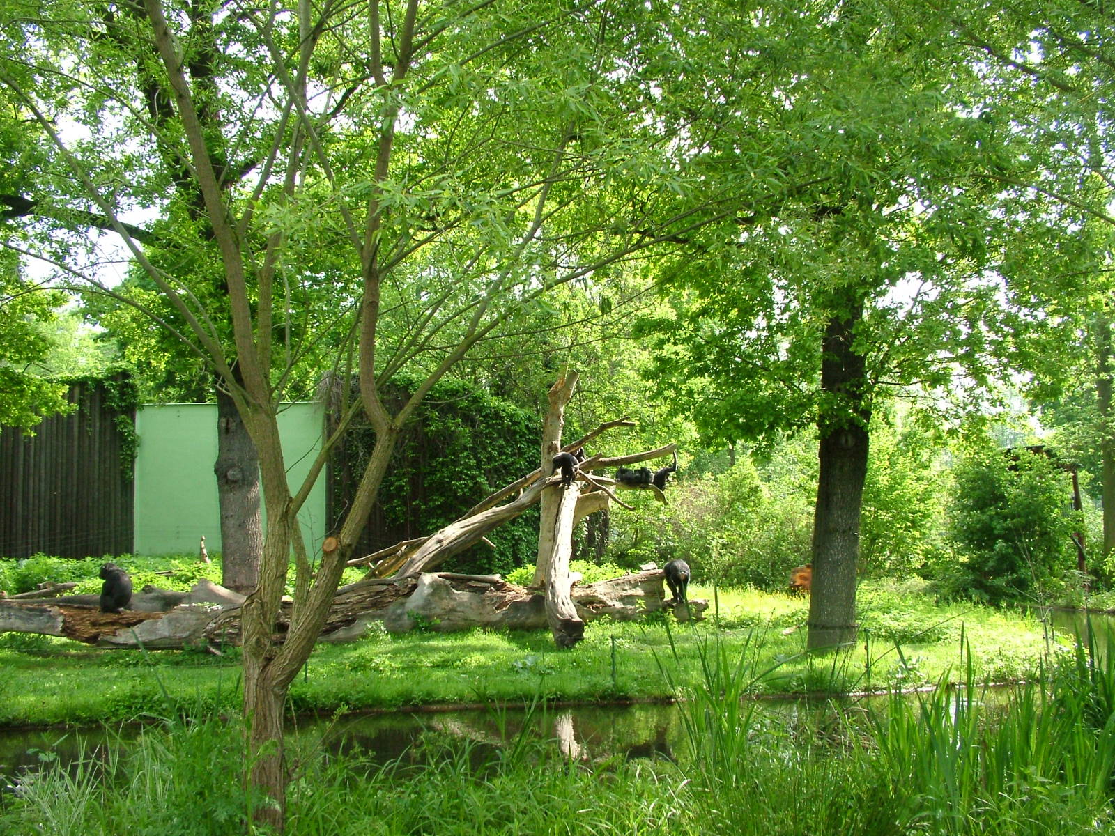 Chimp island at Plzen, 25/05/10