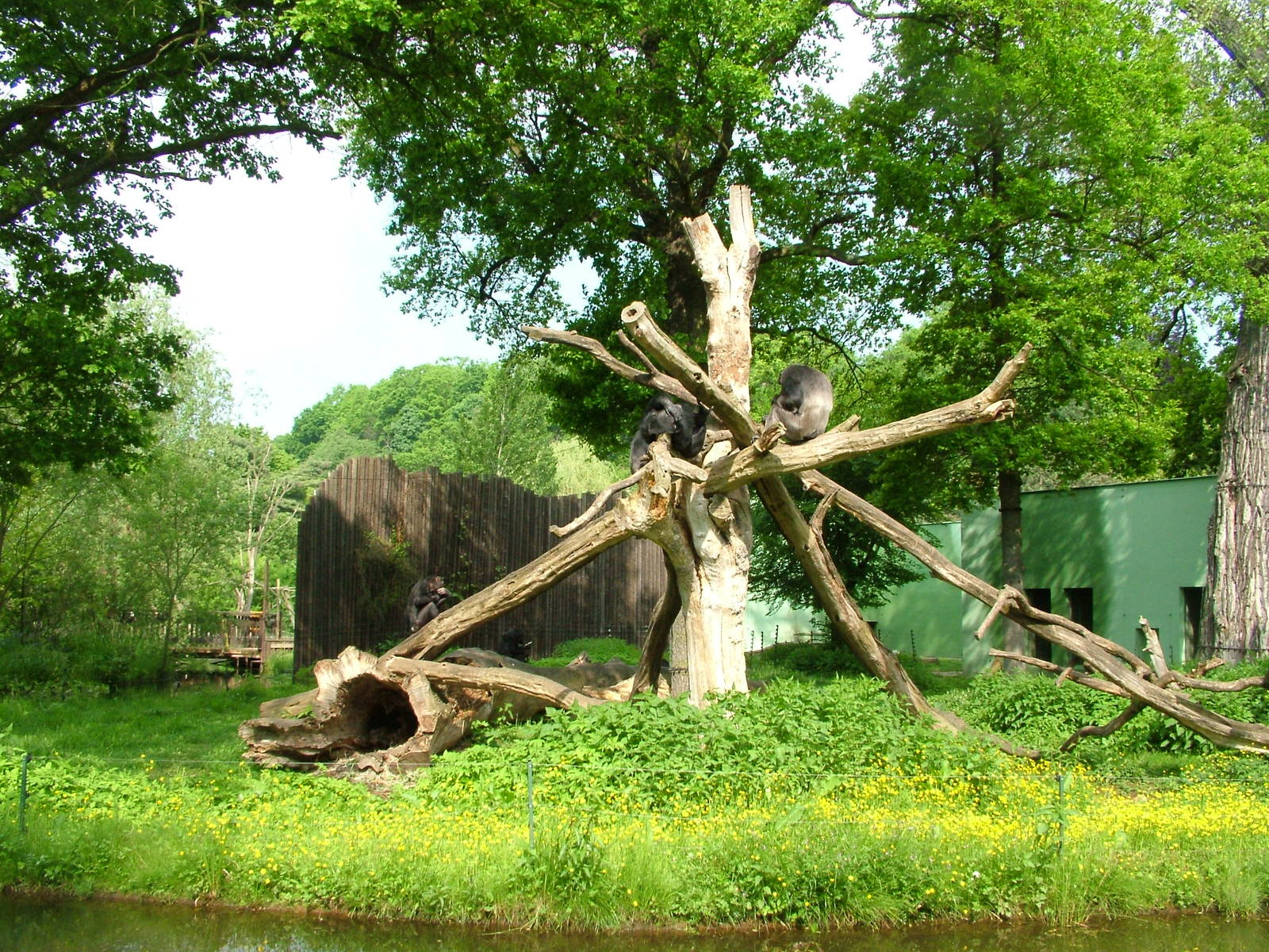 Chimp island at Plzen, 25/05/10