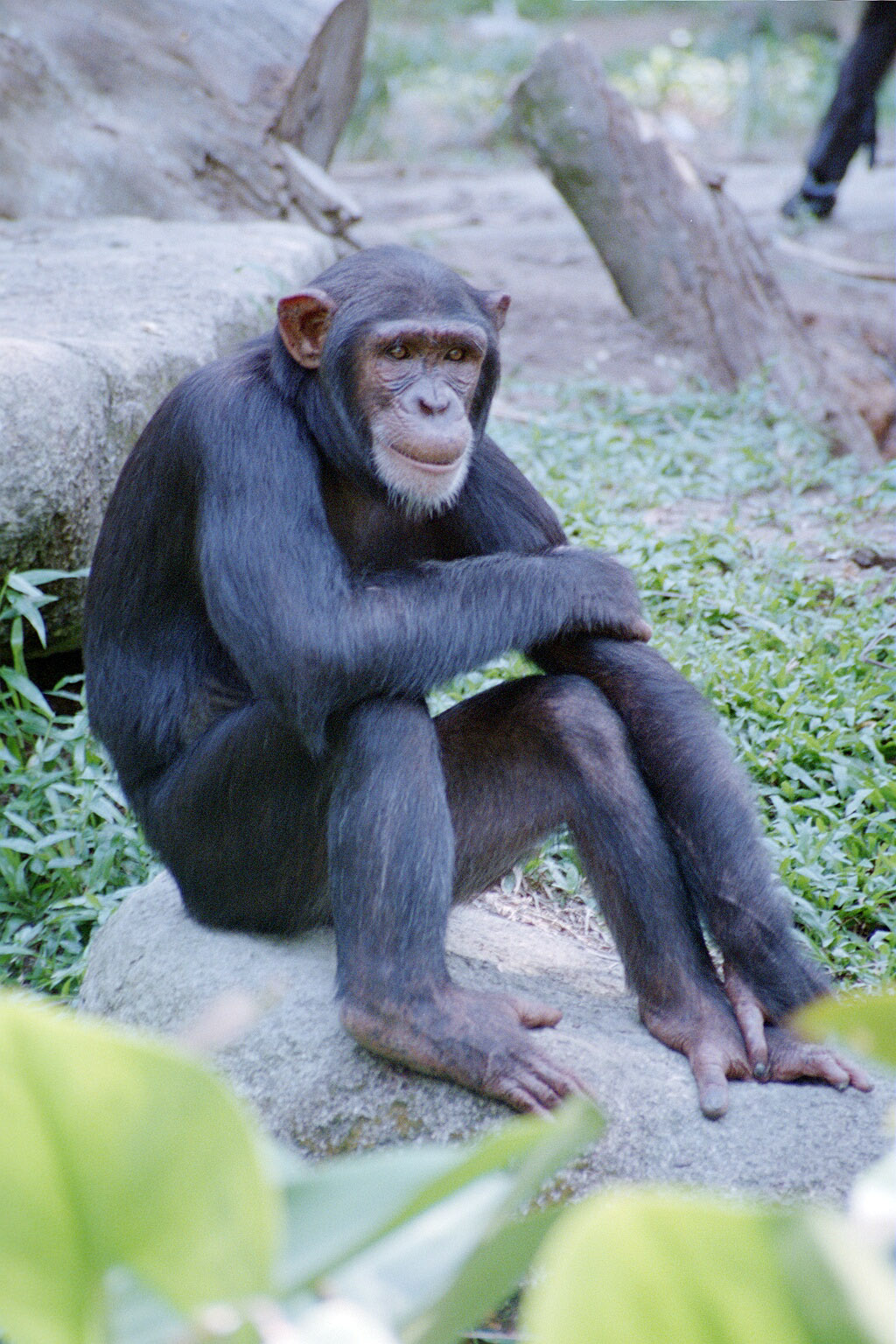 Chimp - Jul 2000
