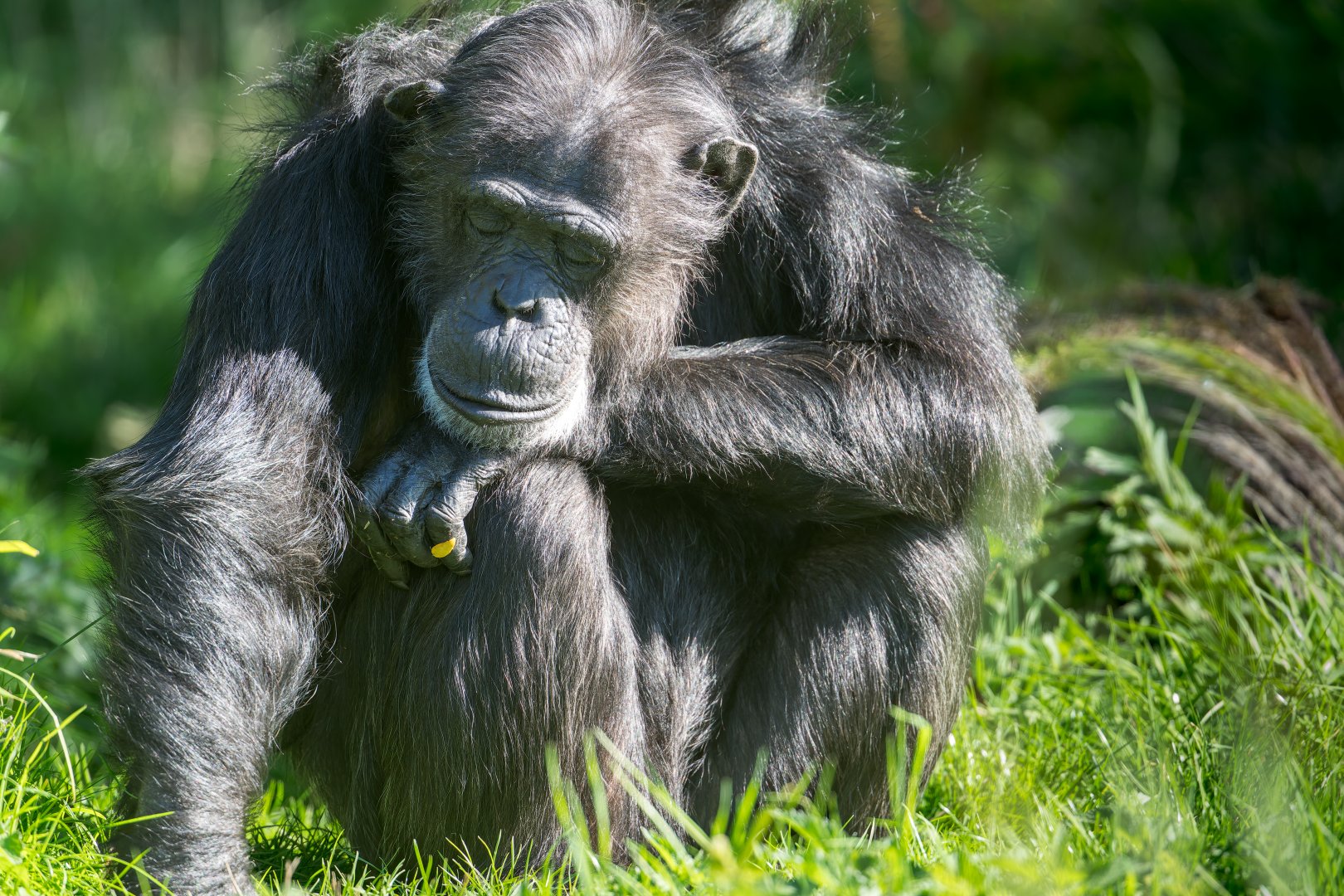 Chimp, Koko (f) ZSL Whipsnade UK
