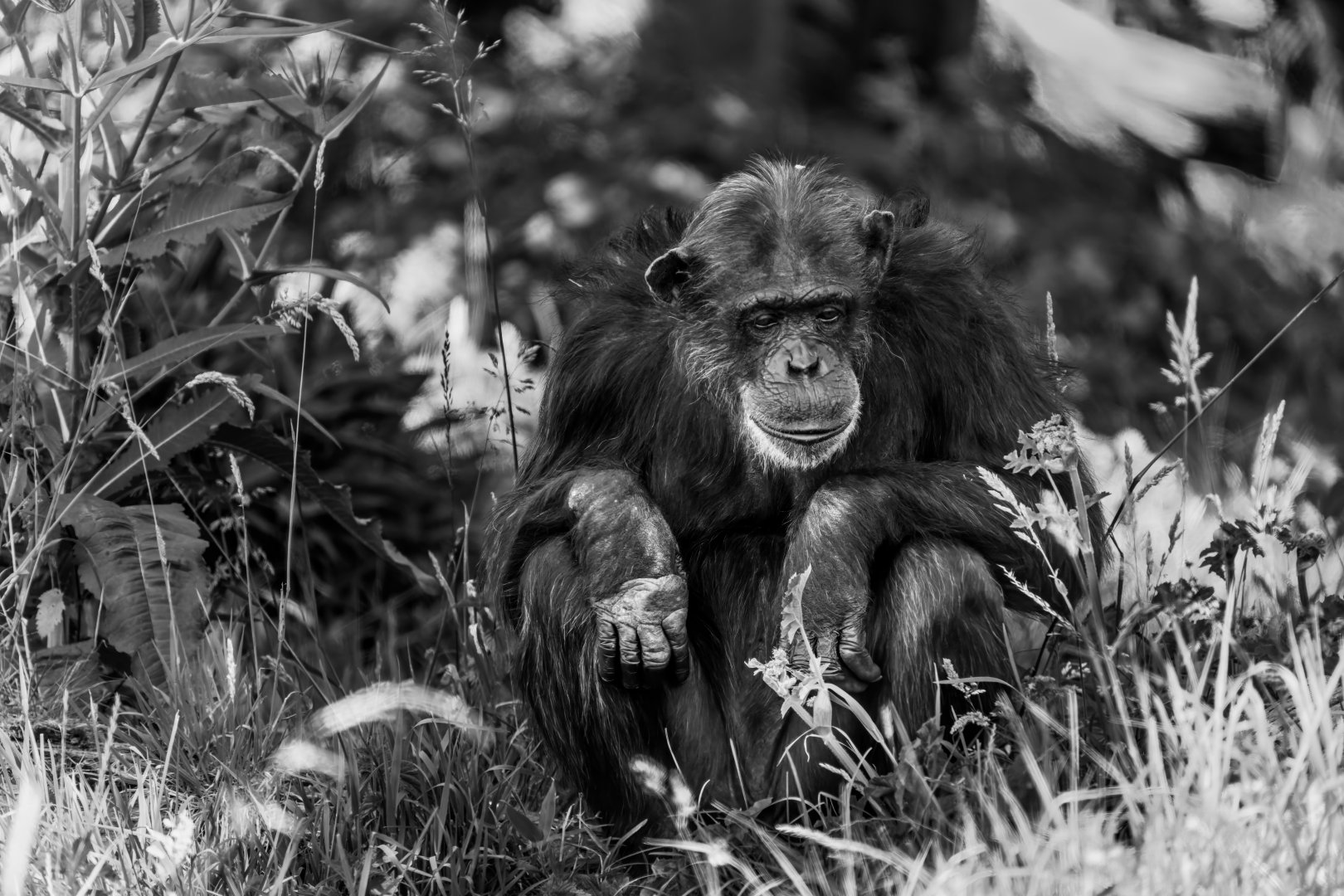 Chimp, Koko (f), ZSL Whipsnade