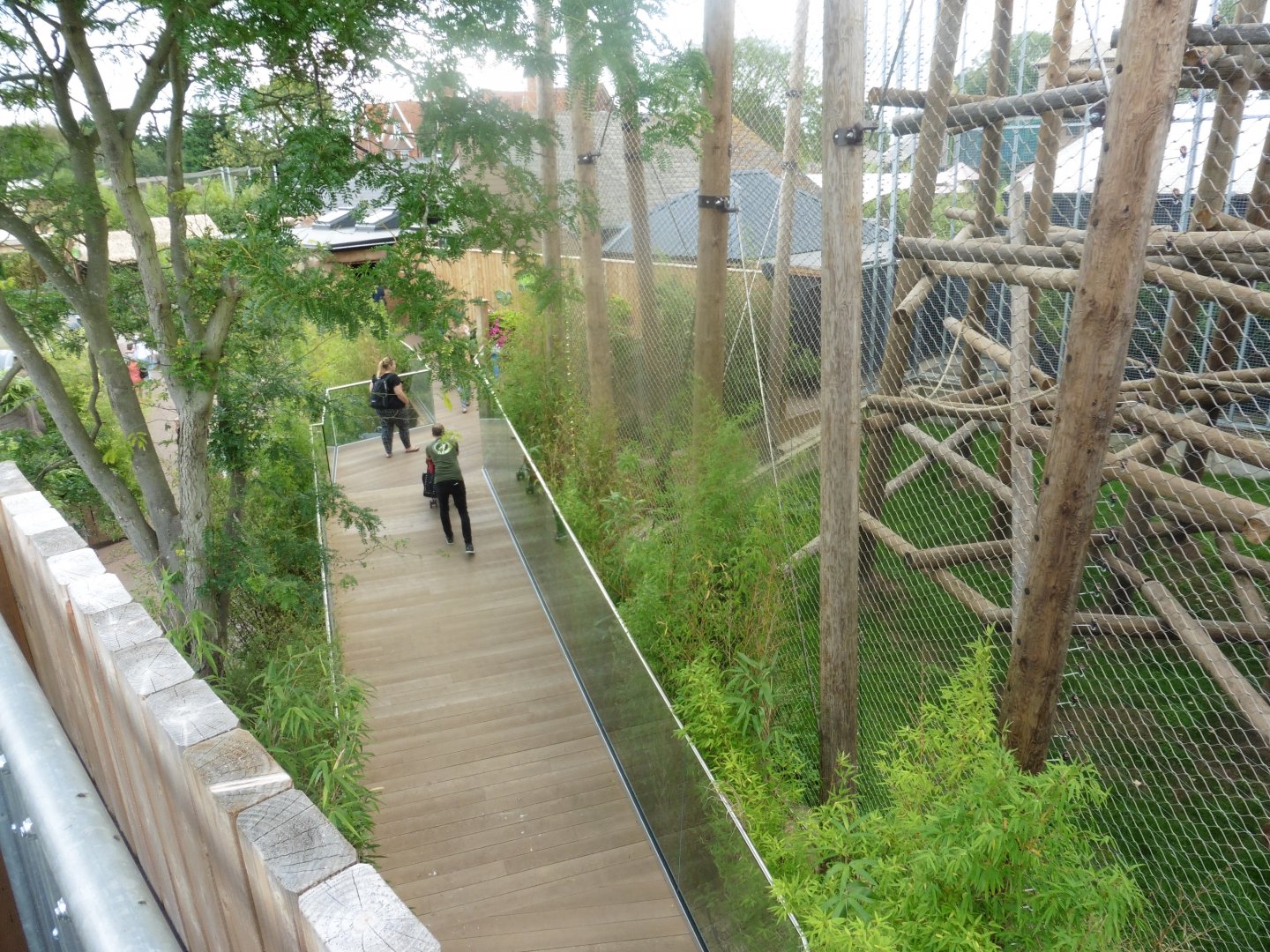 Chimp Lookout:Above the Agamid Lizard/Spiny Turtle house