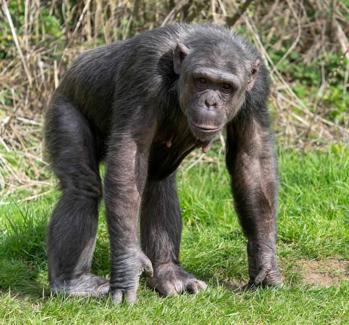 Chimp (m), Grant, ZSL Whipsnade, UK