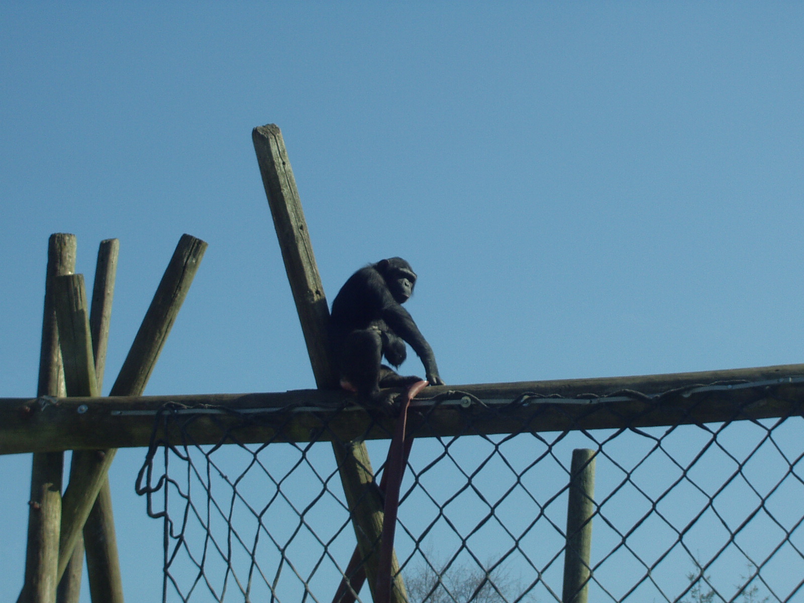 Chimp Monkey World 2nd April 2012
