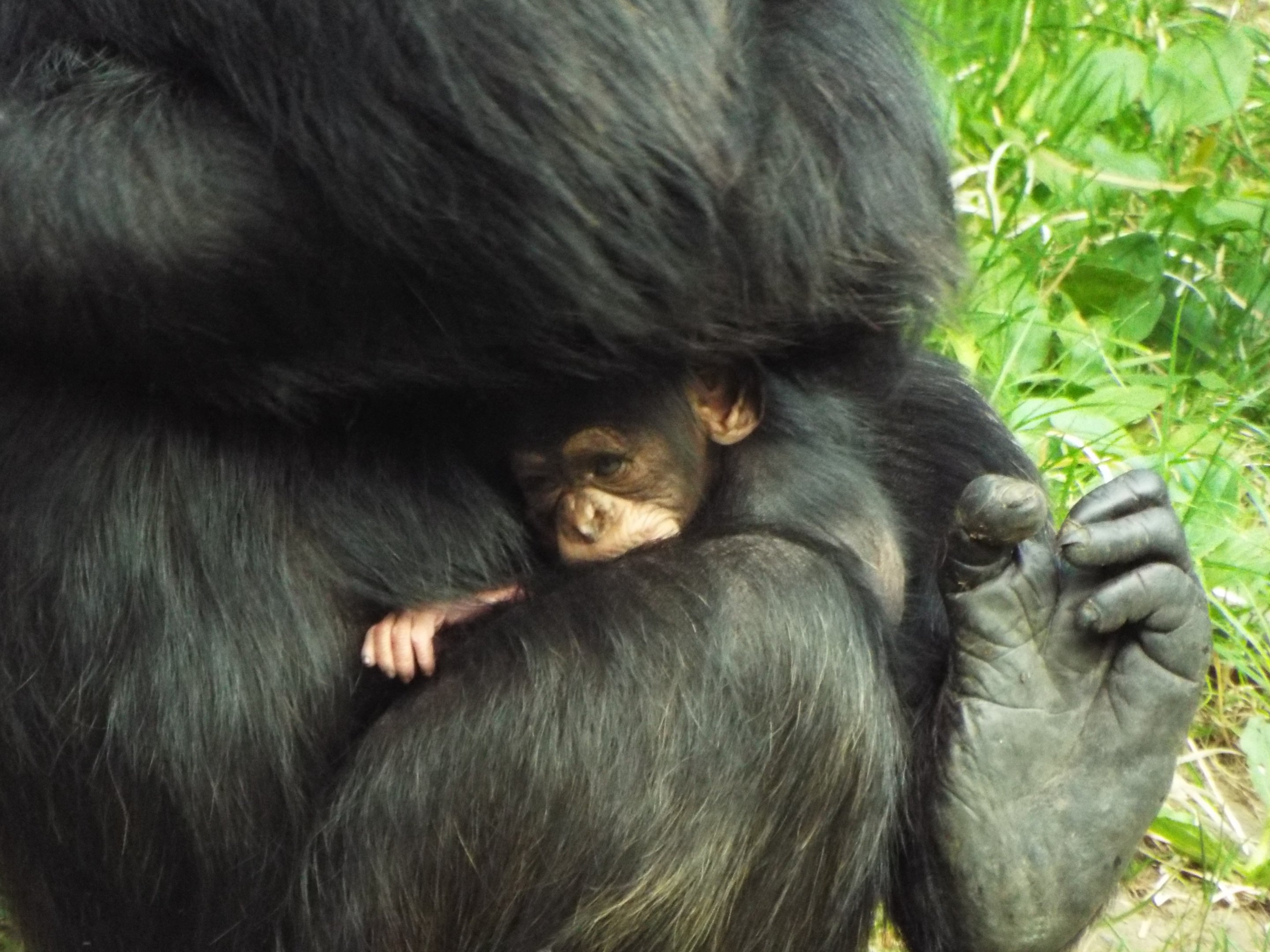 Chimp mother and young, Chester Zoo
