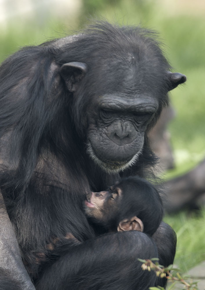 Chimp mother & infant