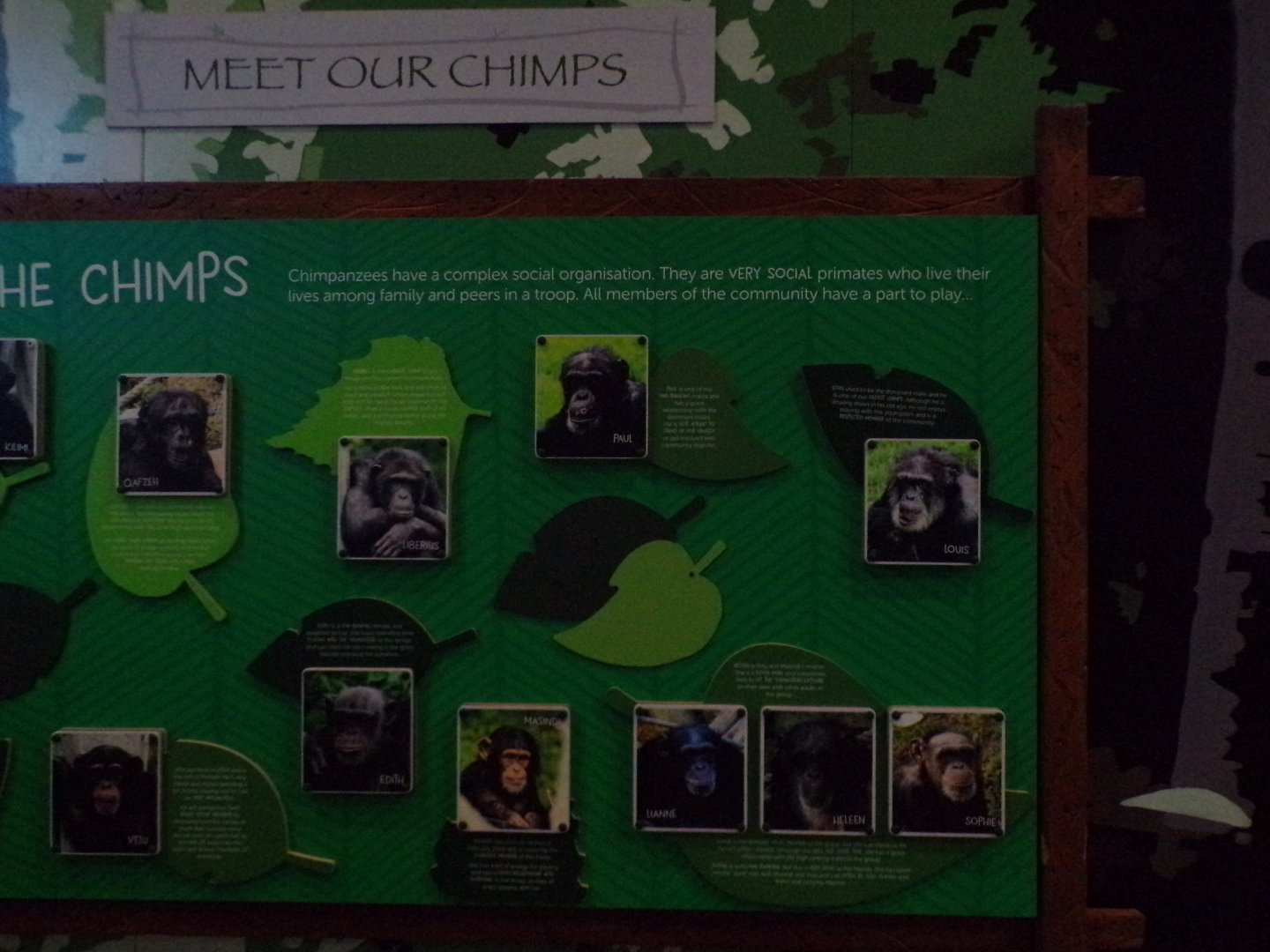 Chimp name taken off ID sign 17.10.24