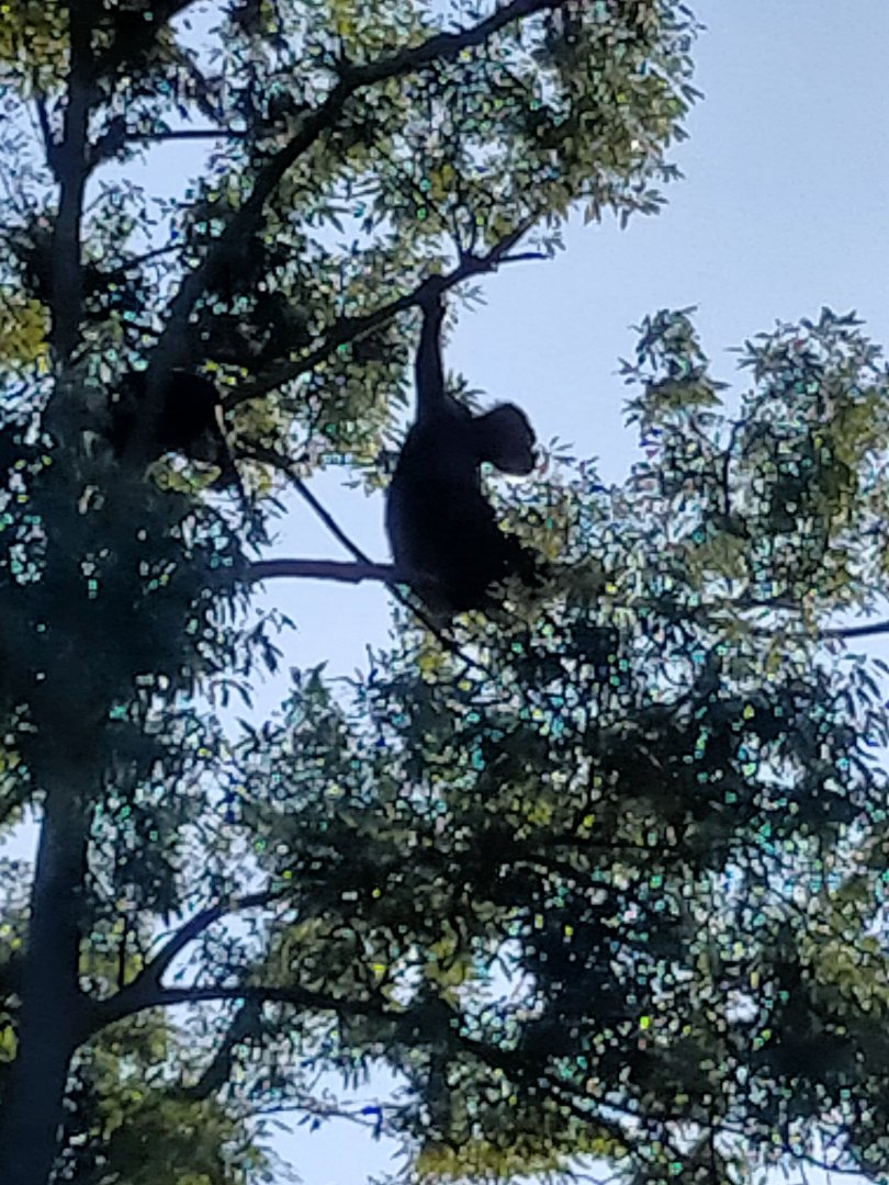 Chimp on at least 50 meter tall tree in zoorasia