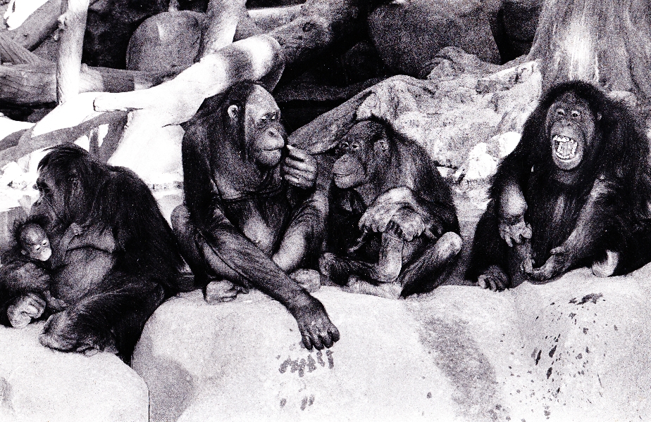 Chimp, Orangutan, and Misc