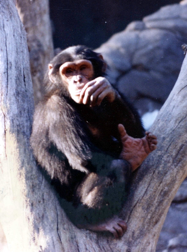 Chimp, Orangutan, and Misc