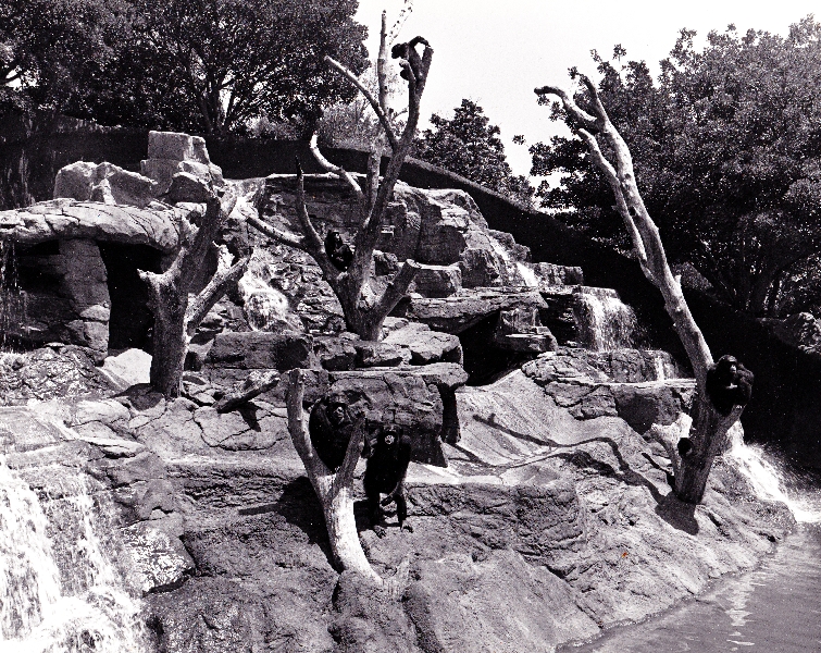 Chimp, Orangutan, and Misc