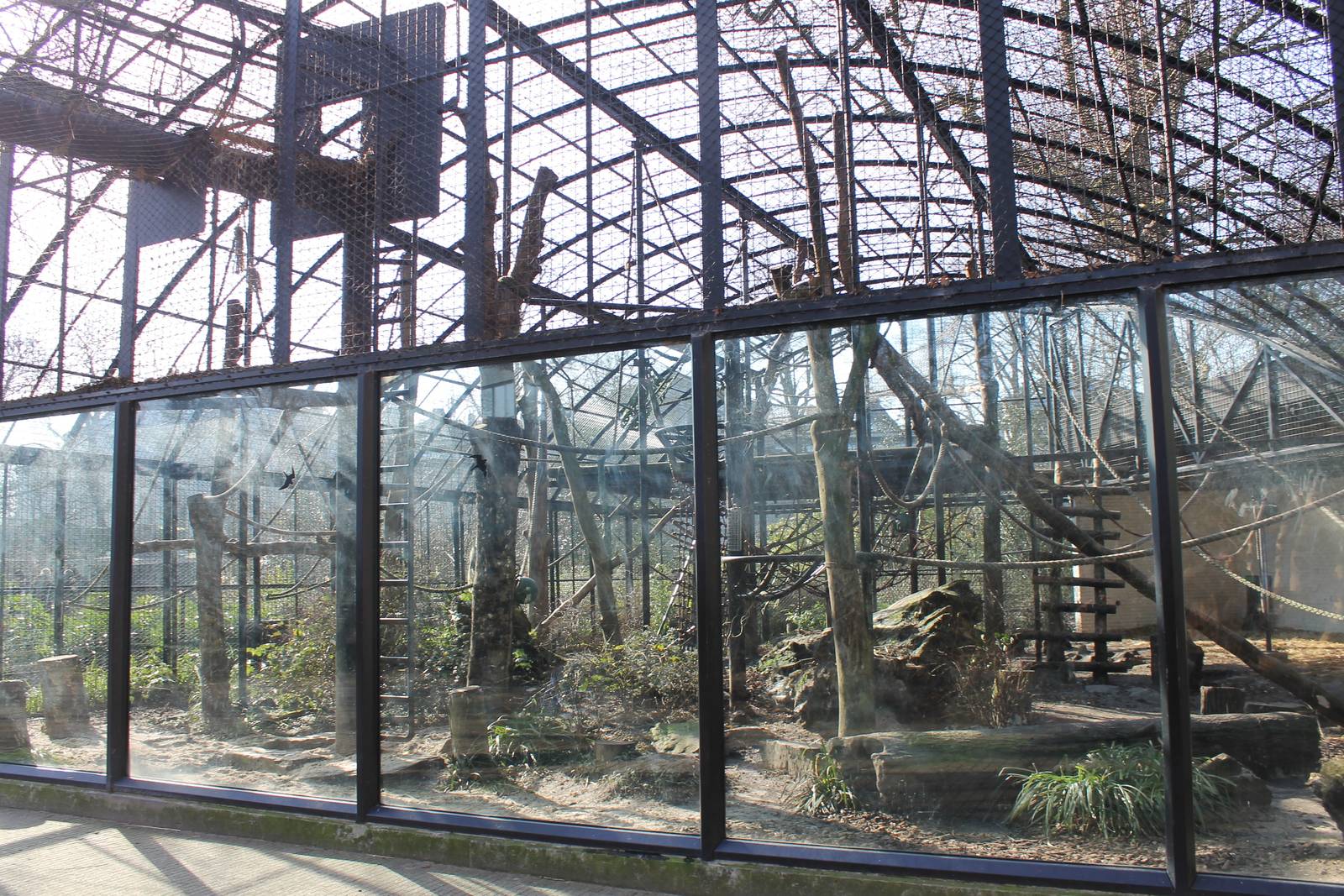 Chimp outdoor enclosure