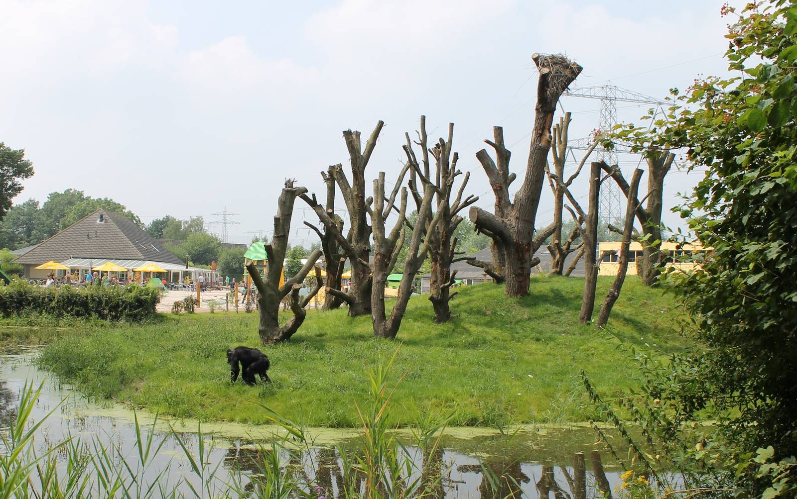 Chimp outdoor enclosure