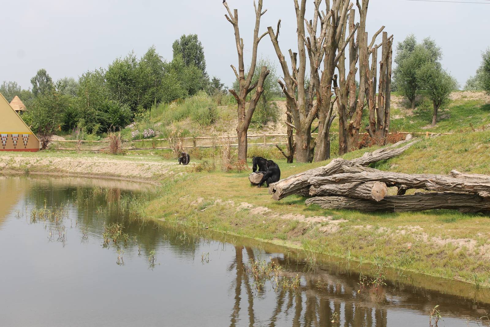 Chimp outdoor enclosure
