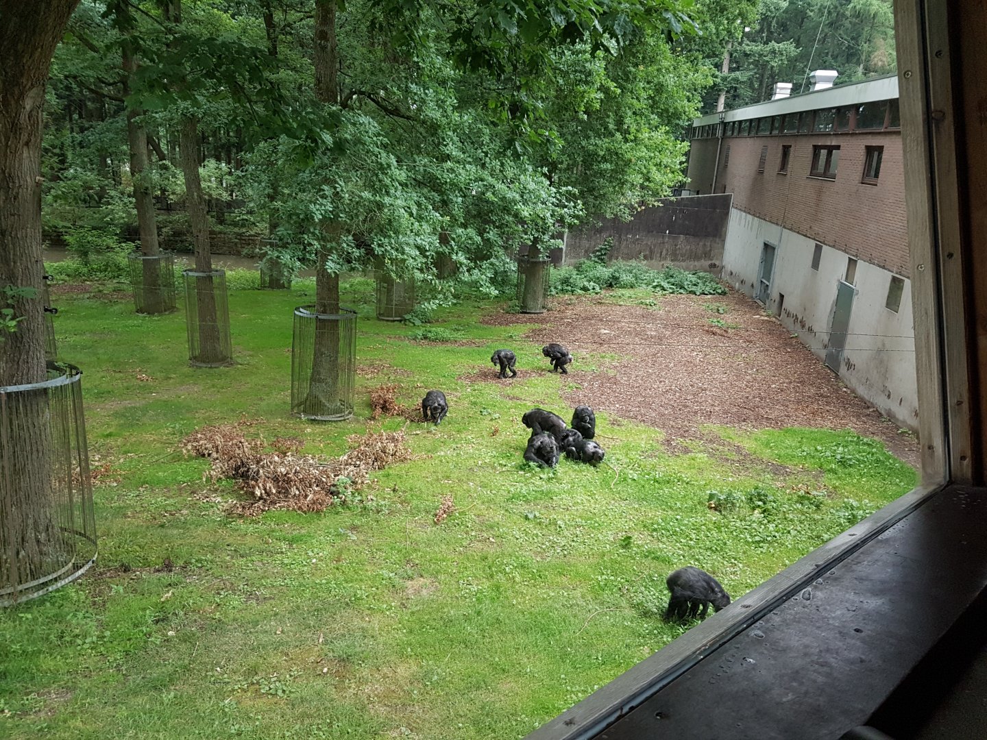 Chimp-outdoor-enclosure
