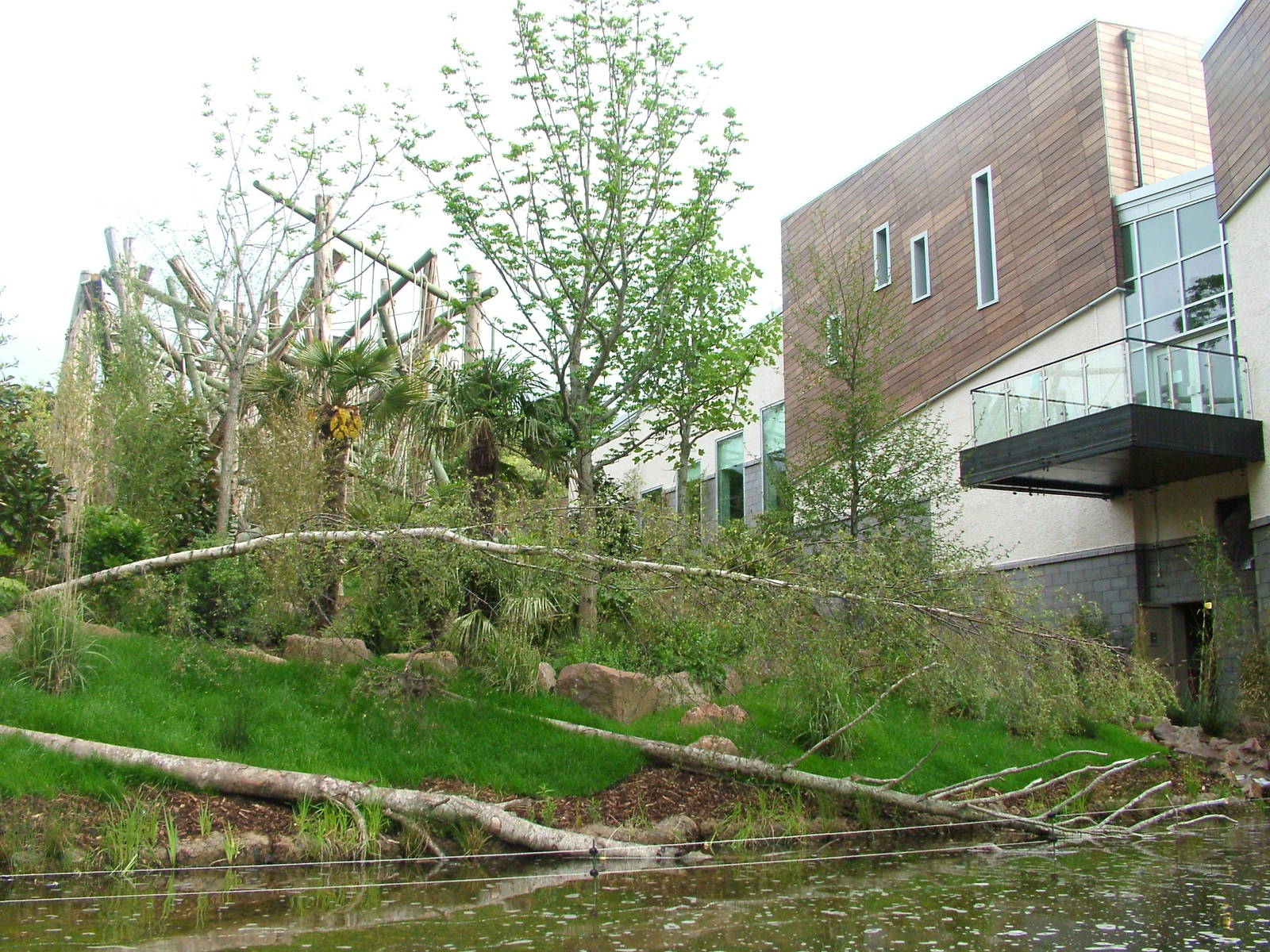Chimp outdoor exhbit - Budongo at Edinburgh Zoo 2008