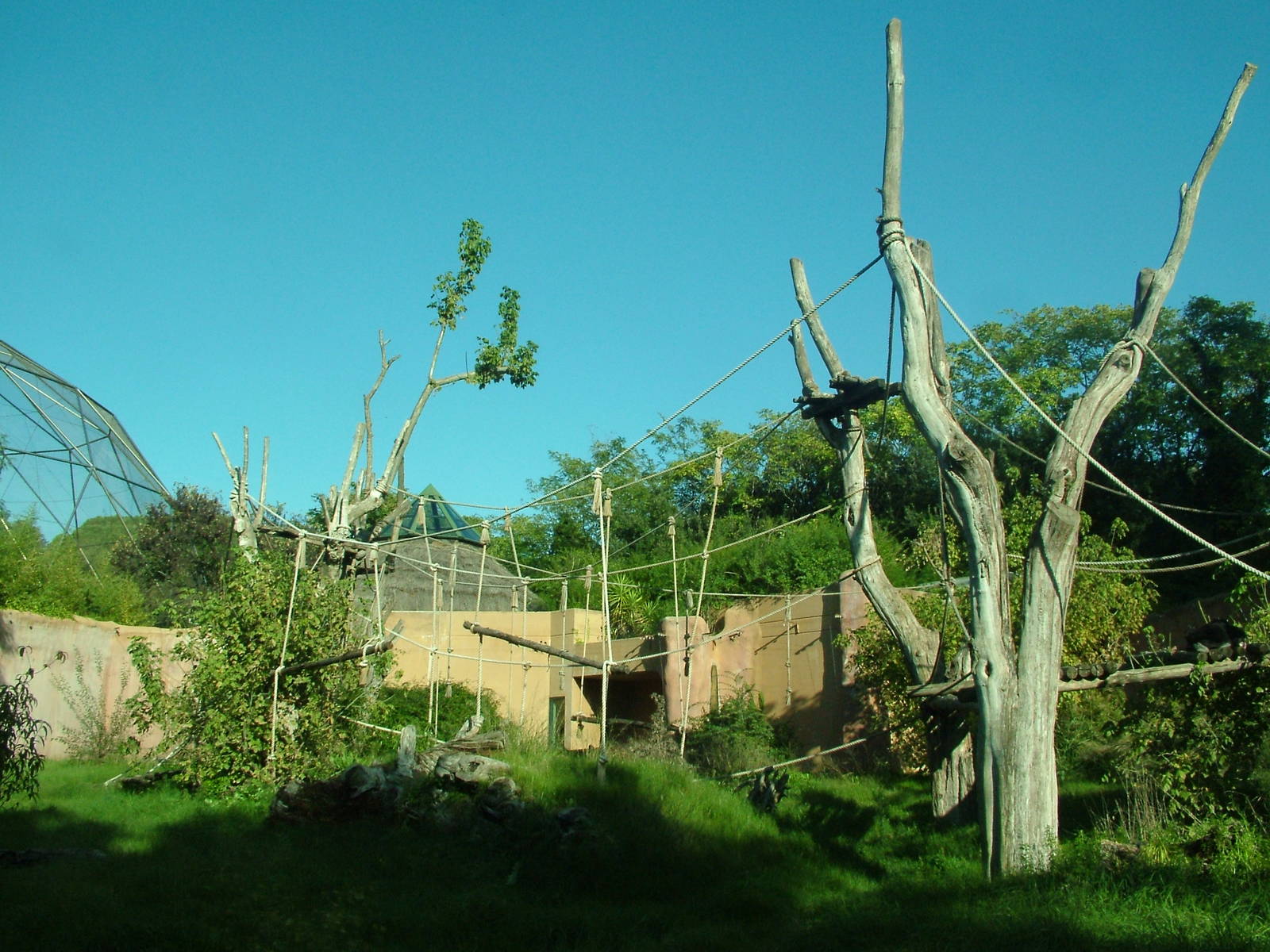 Chimp outdoor exhibit at Bioparco Rome 15/10/09
