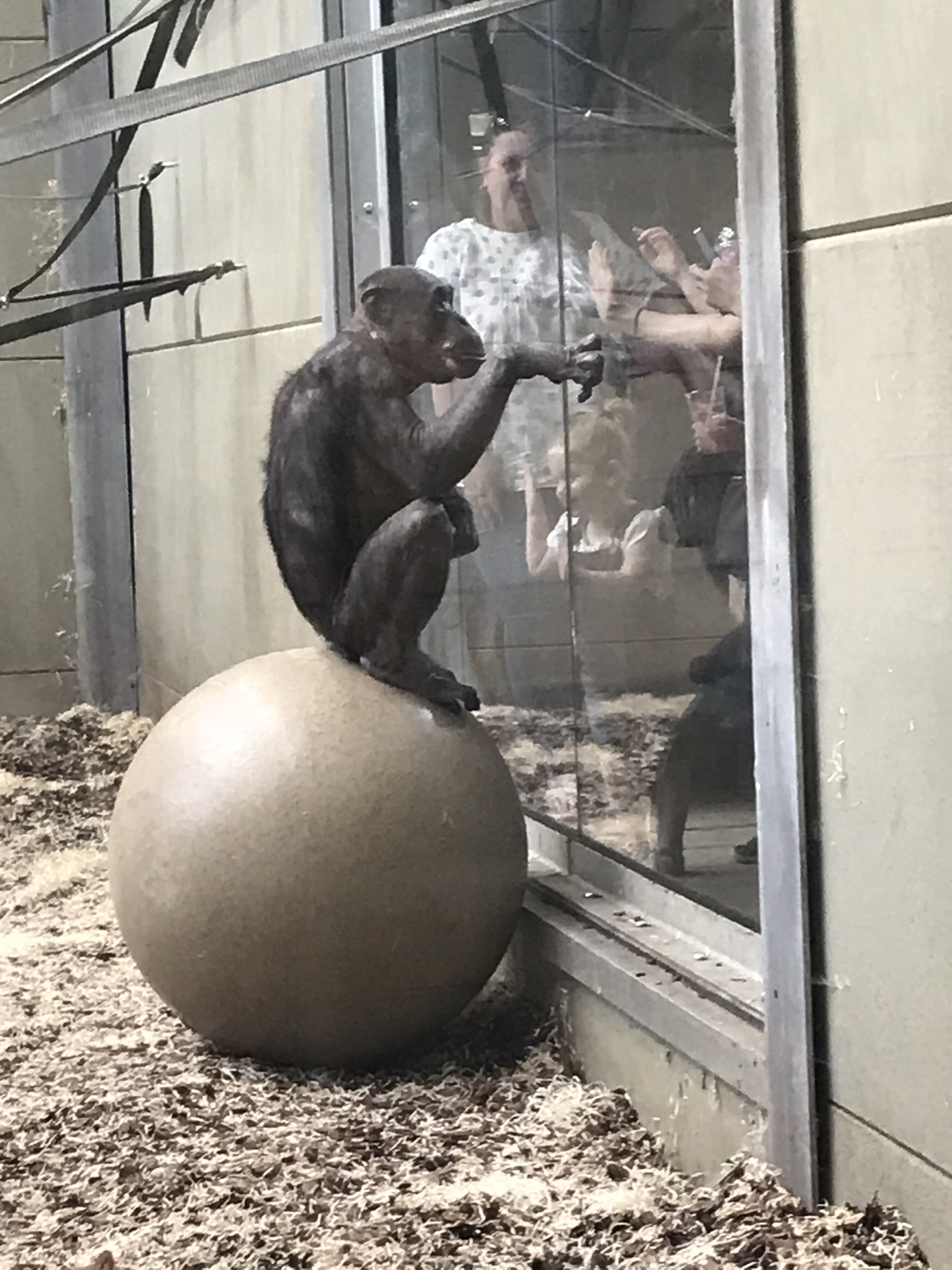 Chimp play