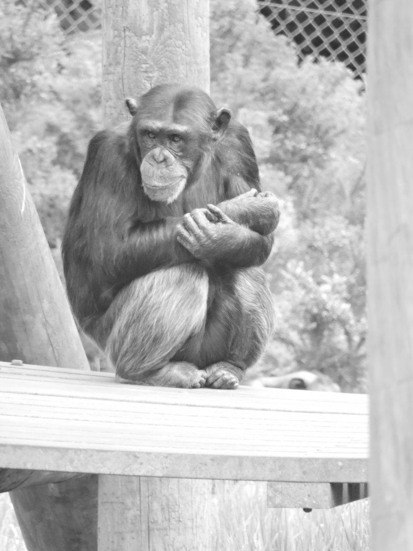 Chimp Portrait - Hananya's gropup (Valerie possibly?)