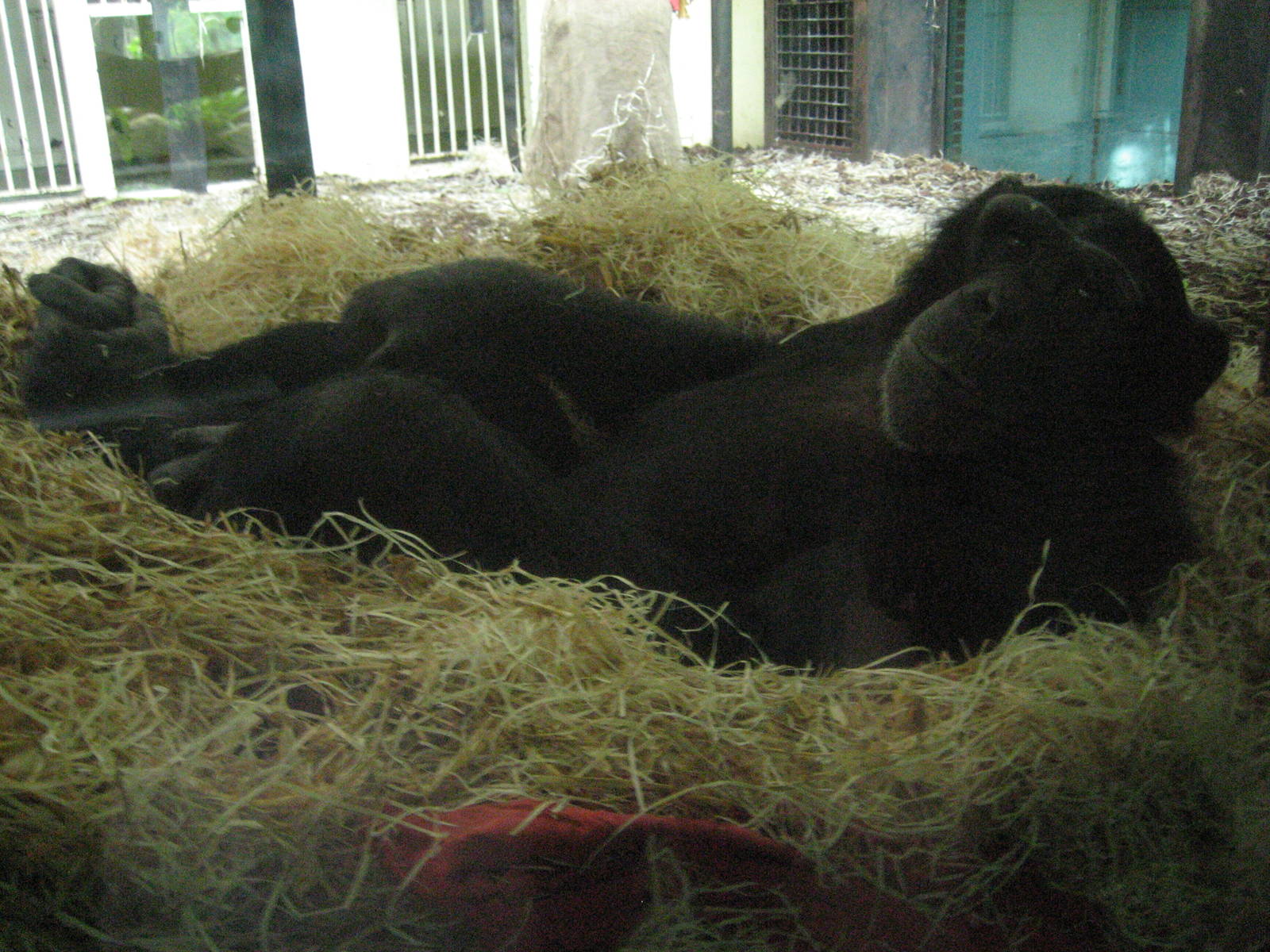 Chimp ready for bed