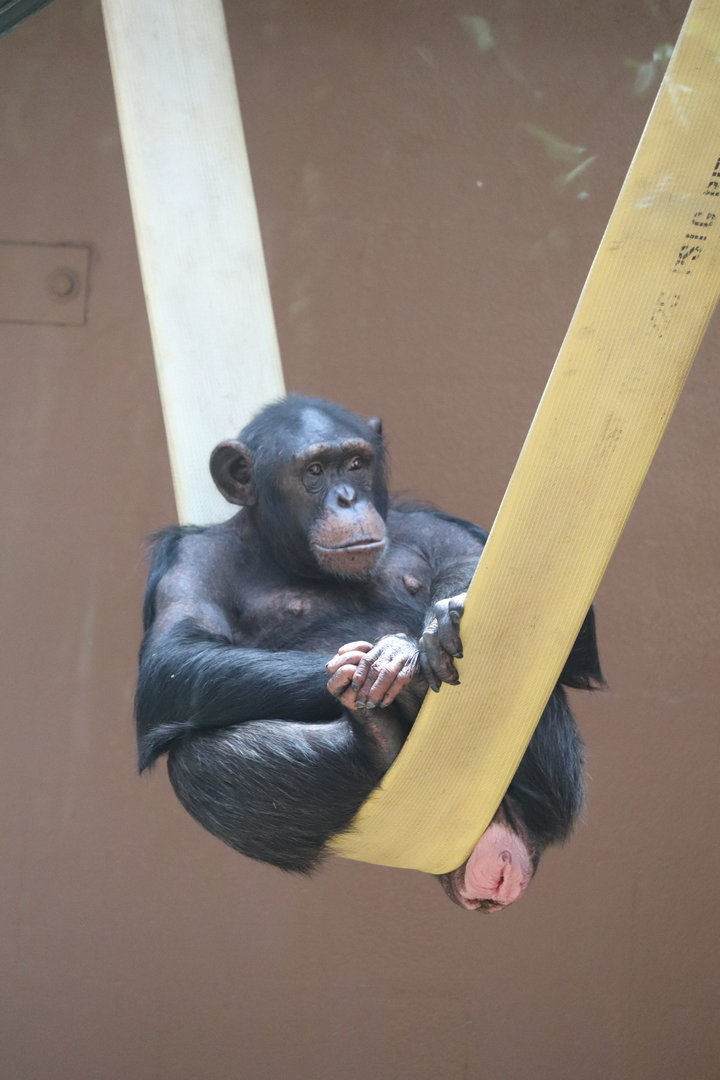 Chimp Ridge - Chimpanzee