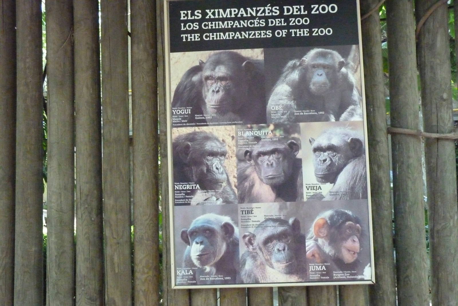 Chimp Sign, 17 June 2015