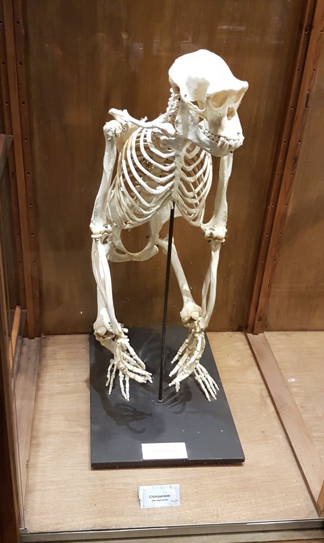 Chimp-skeleton