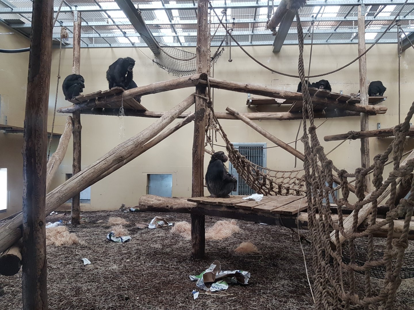 Chimp-troop in the indoor-enclosure