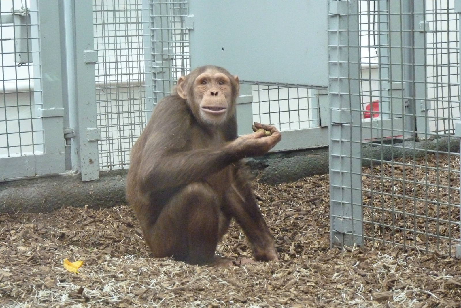 Chimp, Tumba, September 2016