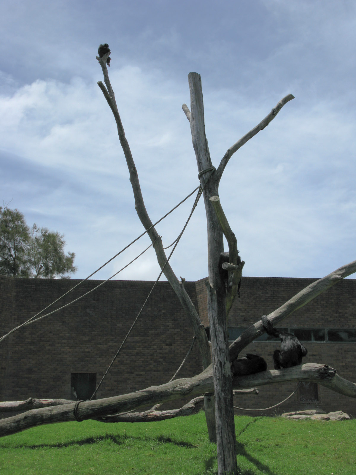 Chimp up a tree - Jan 2008