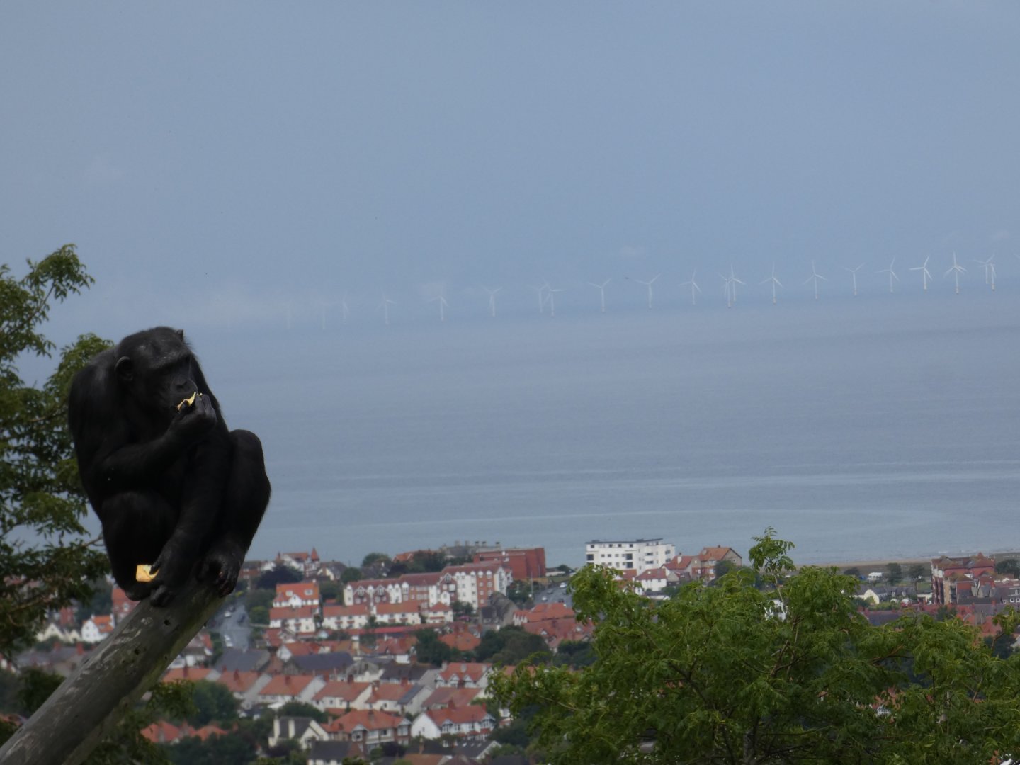 Chimp with a view of Colwyn Bay